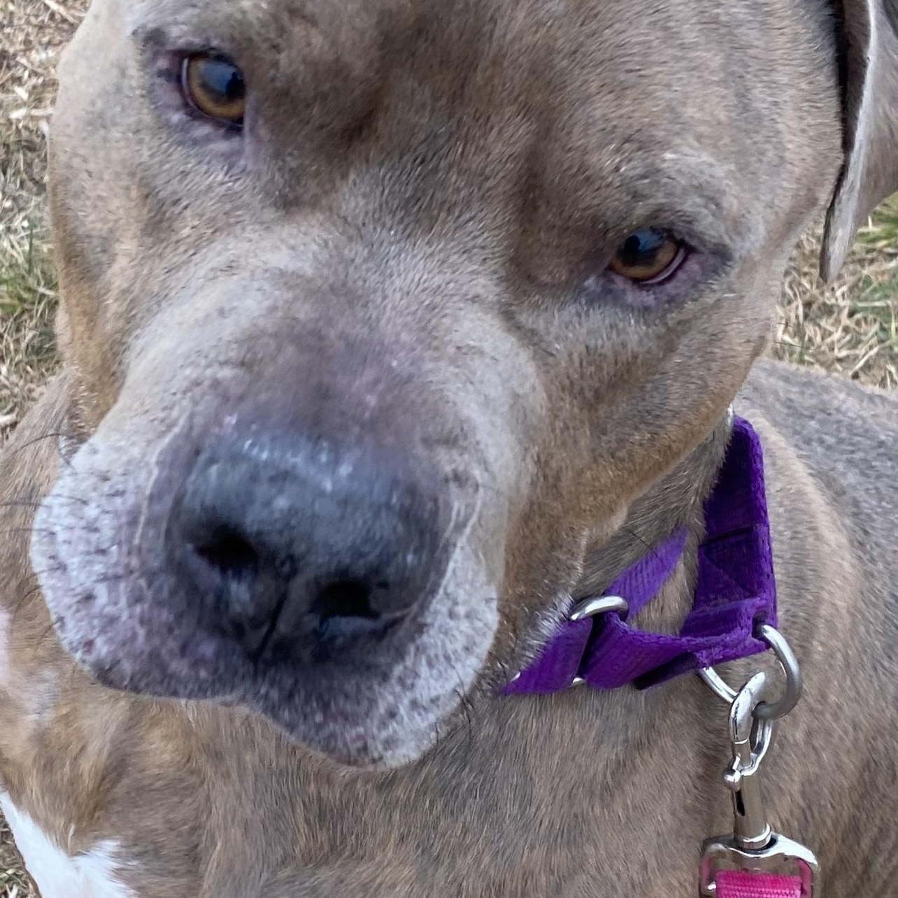 Rocky, a ADOPTABLE Mixed Breed in Blanco, TX image 2/6
