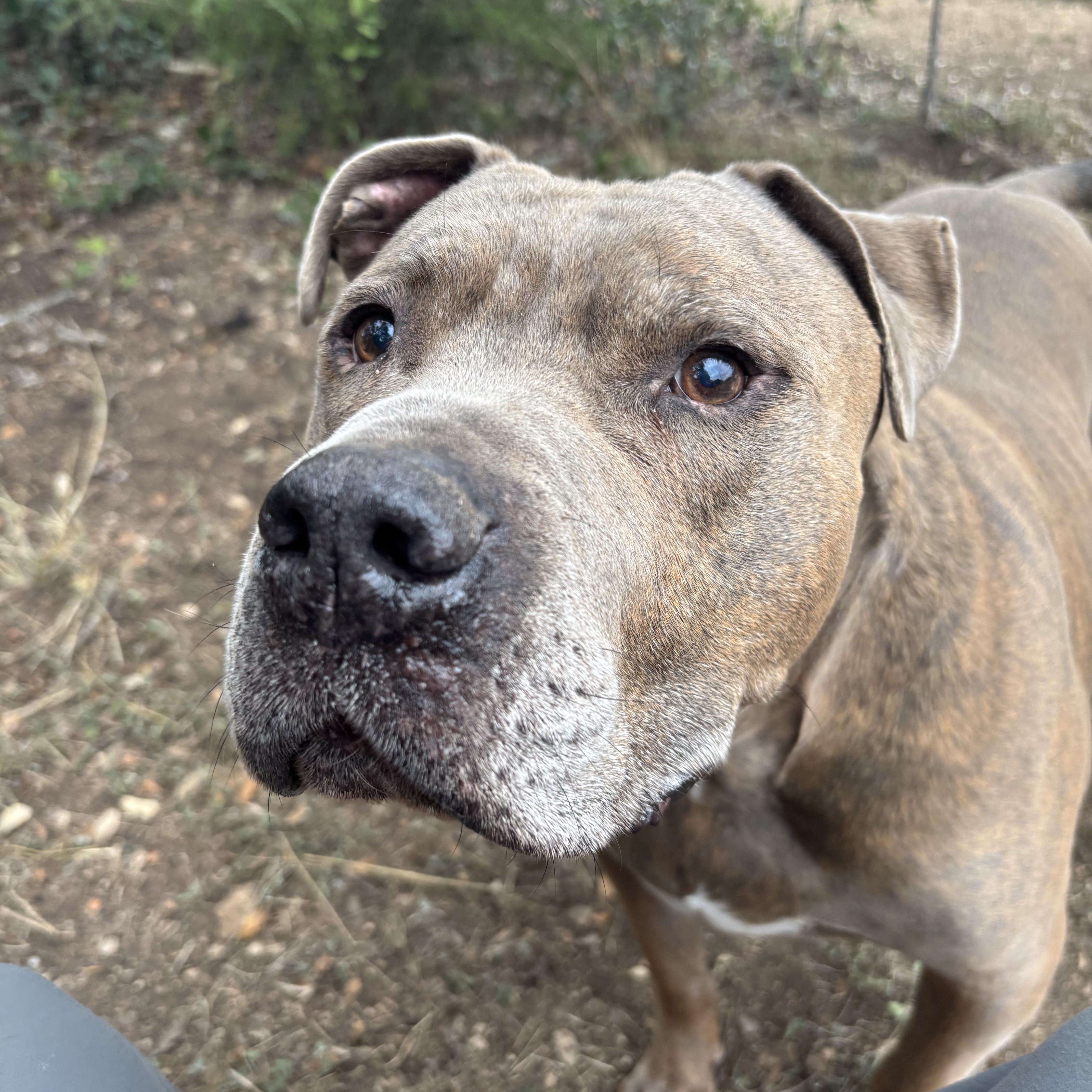 Rocky, a ADOPTABLE Mixed Breed in Blanco, TX image 3/6