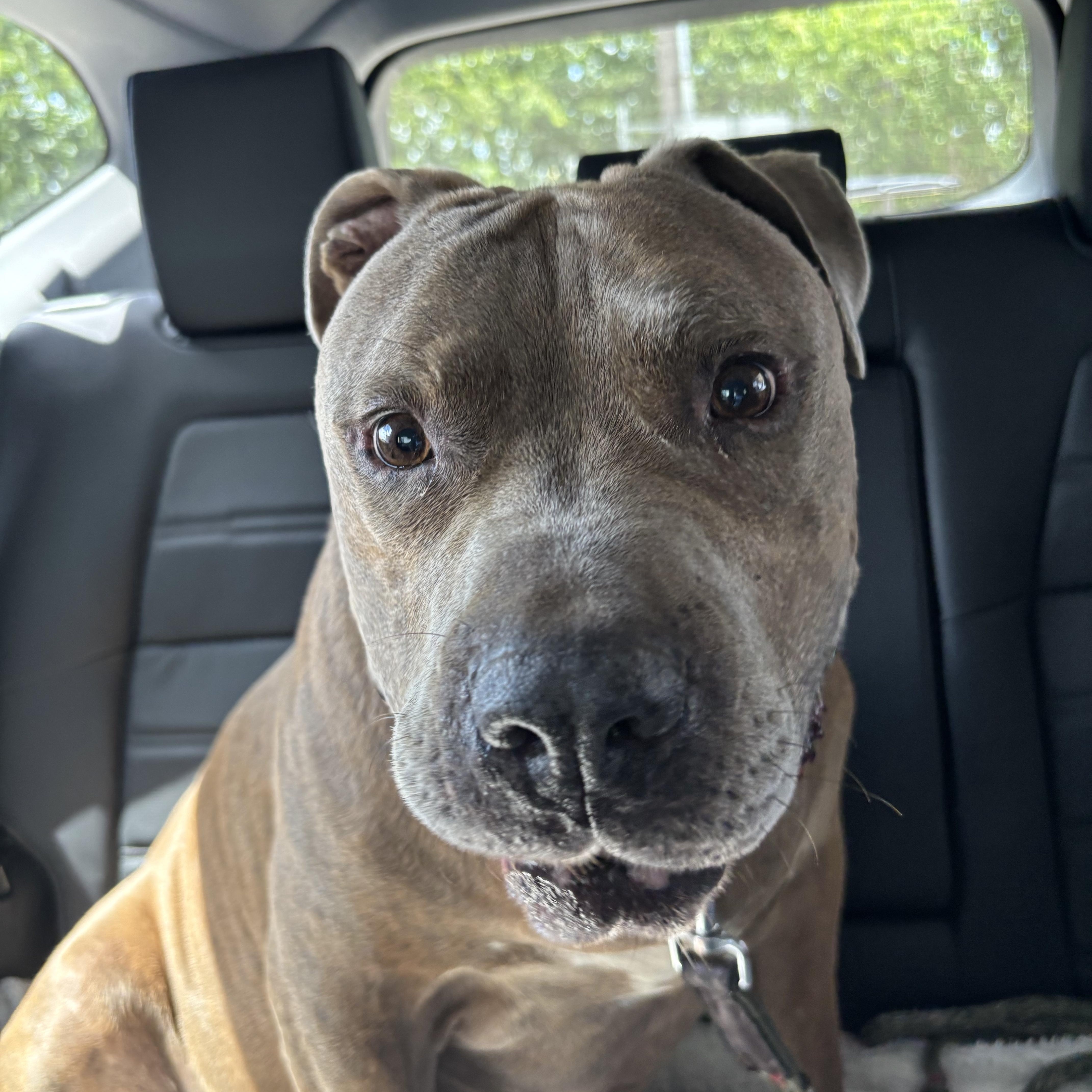 Rocky, a ADOPTABLE Mixed Breed in Blanco, TX image 4/6