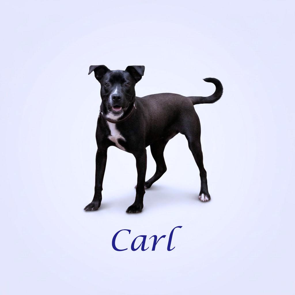 Enlarge Carl D26-089, a Adoptable mixed breed in Lebanon, TN image 1/6