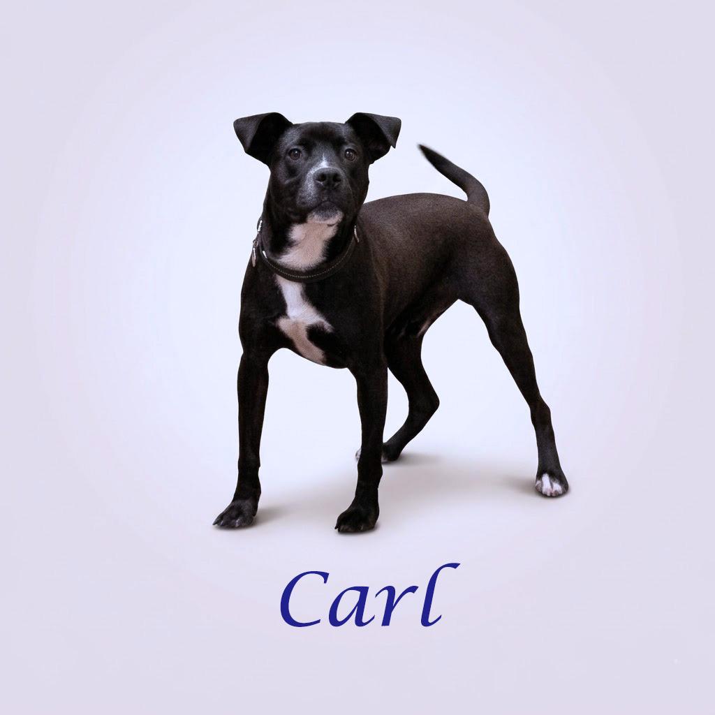 Enlarge Carl D26-089, a Adoptable mixed breed in Lebanon, TN image 2/6