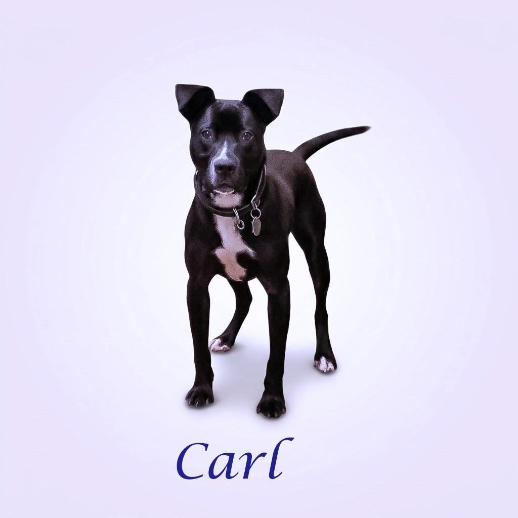 Enlarge Carl D26-089, a Adoptable mixed breed in Lebanon, TN image 3/6