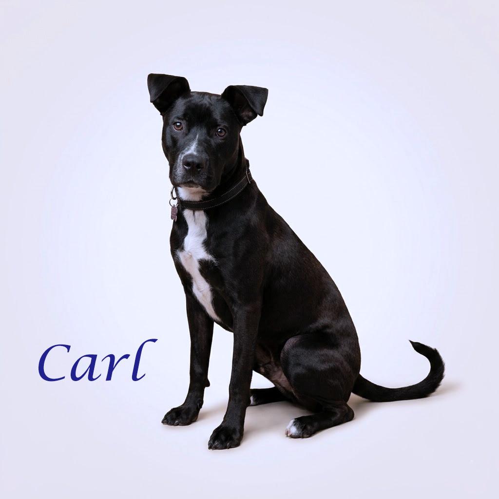 Enlarge Carl D26-089, a Adoptable mixed breed in Lebanon, TN image 4/6