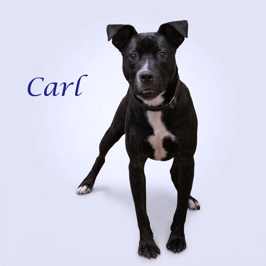Enlarge Carl D26-089, a Adoptable mixed breed in Lebanon, TN image 6/6
