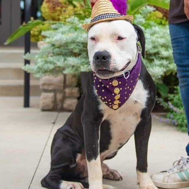 Enlarge Orlando, a Adoptable American Bulldog in Lancaster, OH image 1/1