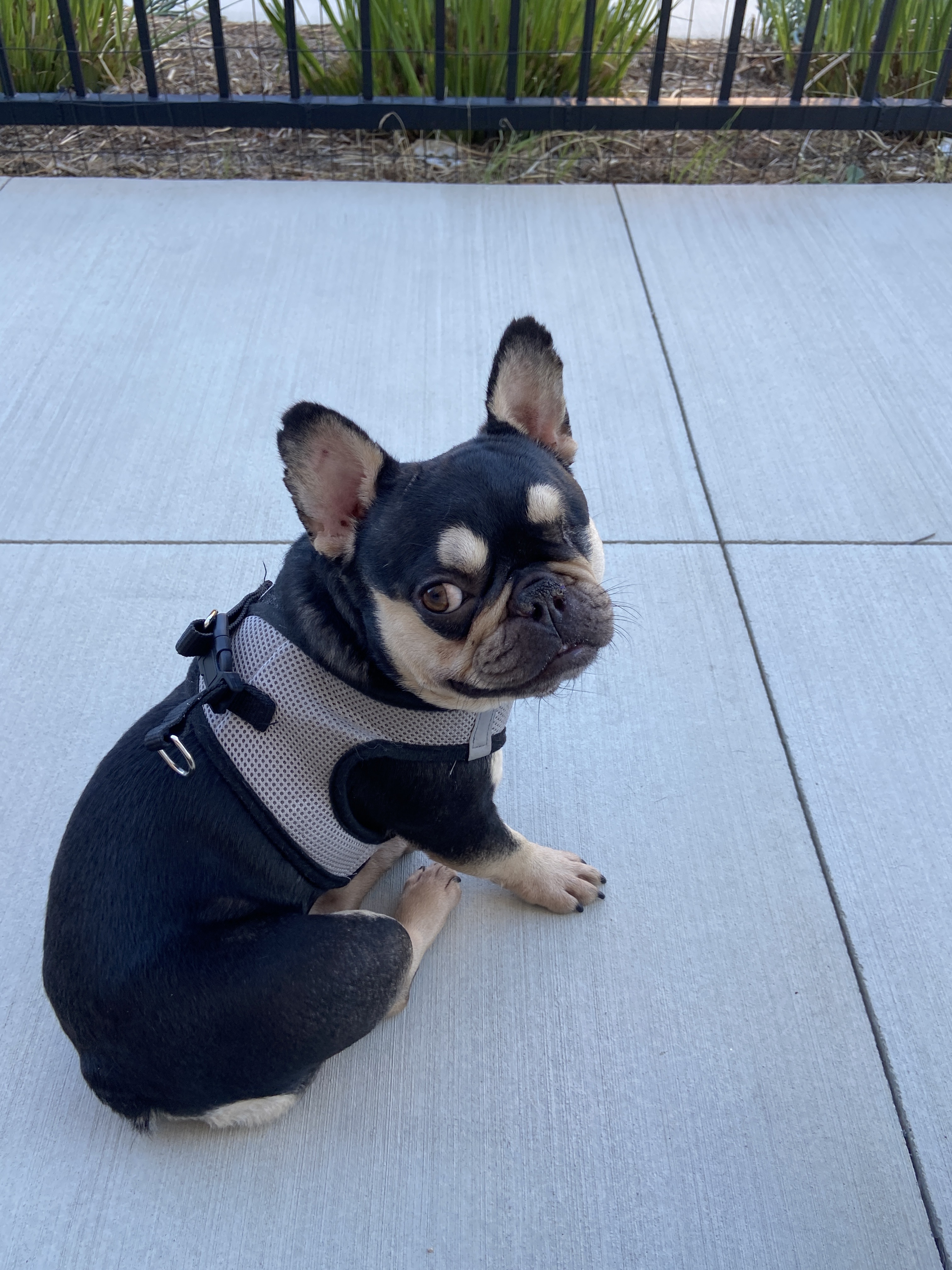 Polly, Adopted, Adult Female French Bulldog.
