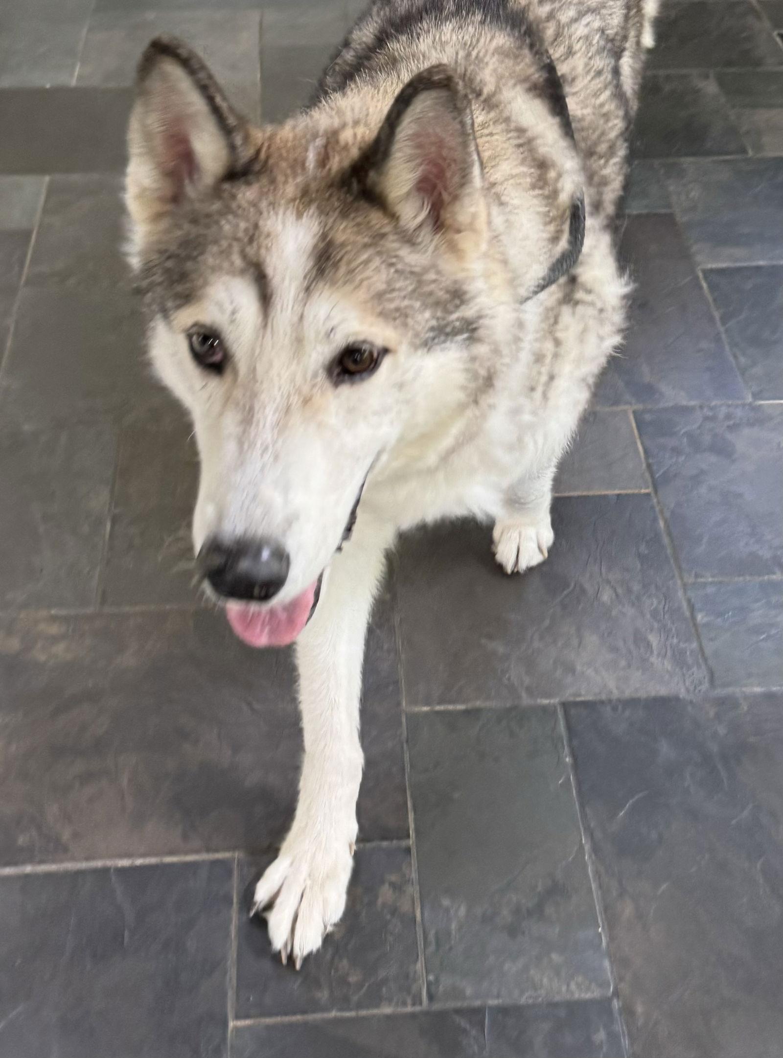 Kovu, Adoptable, Senior Male Alaskan Malamute & Siberian Husky.