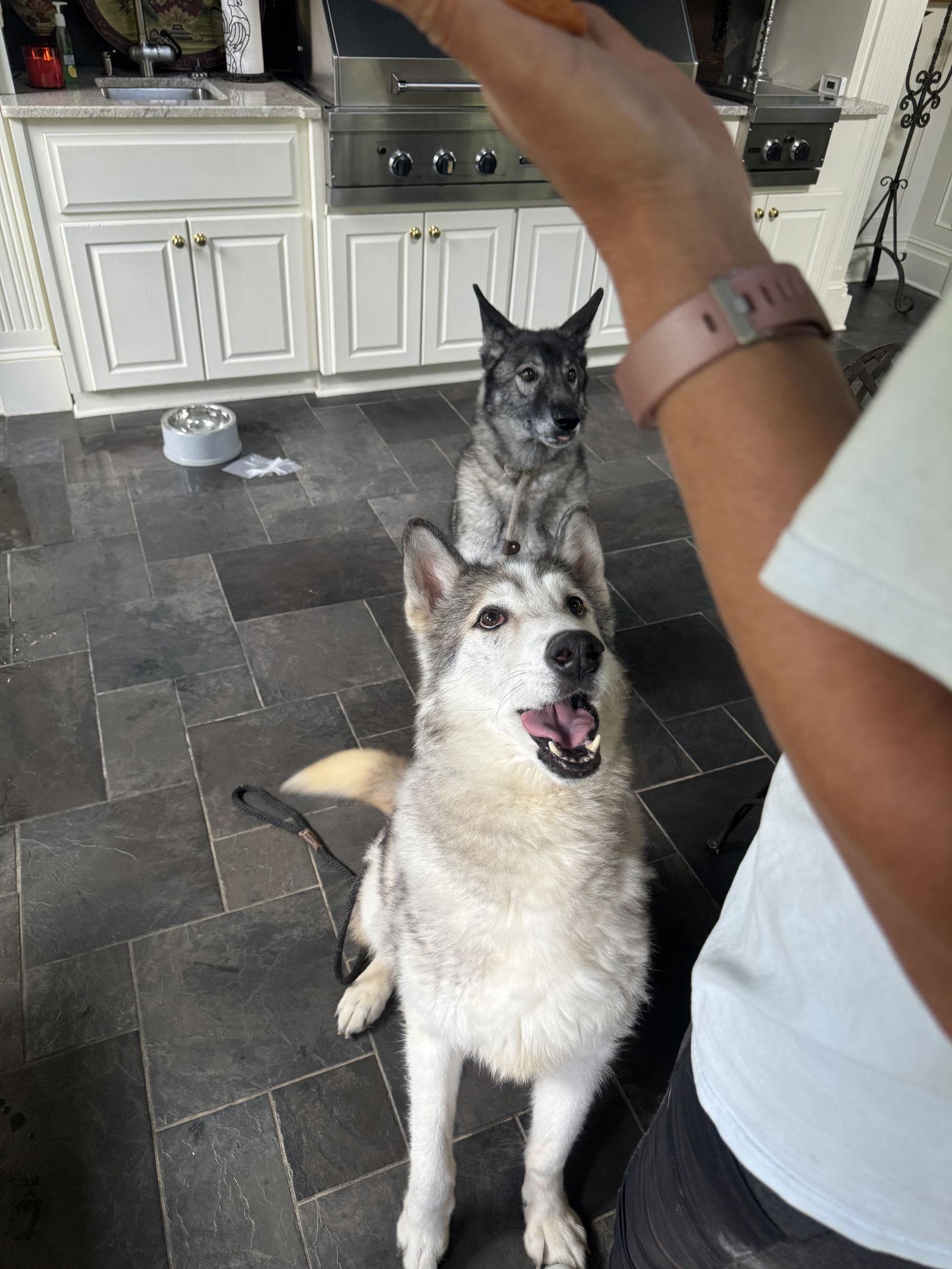 Kovu, a Adoptable mixed breed in Cumming, GA image 2/3