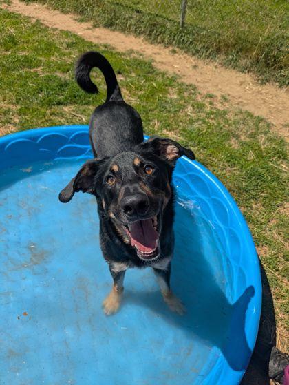 Boots, adoptable, Young Male Mixed Breed.