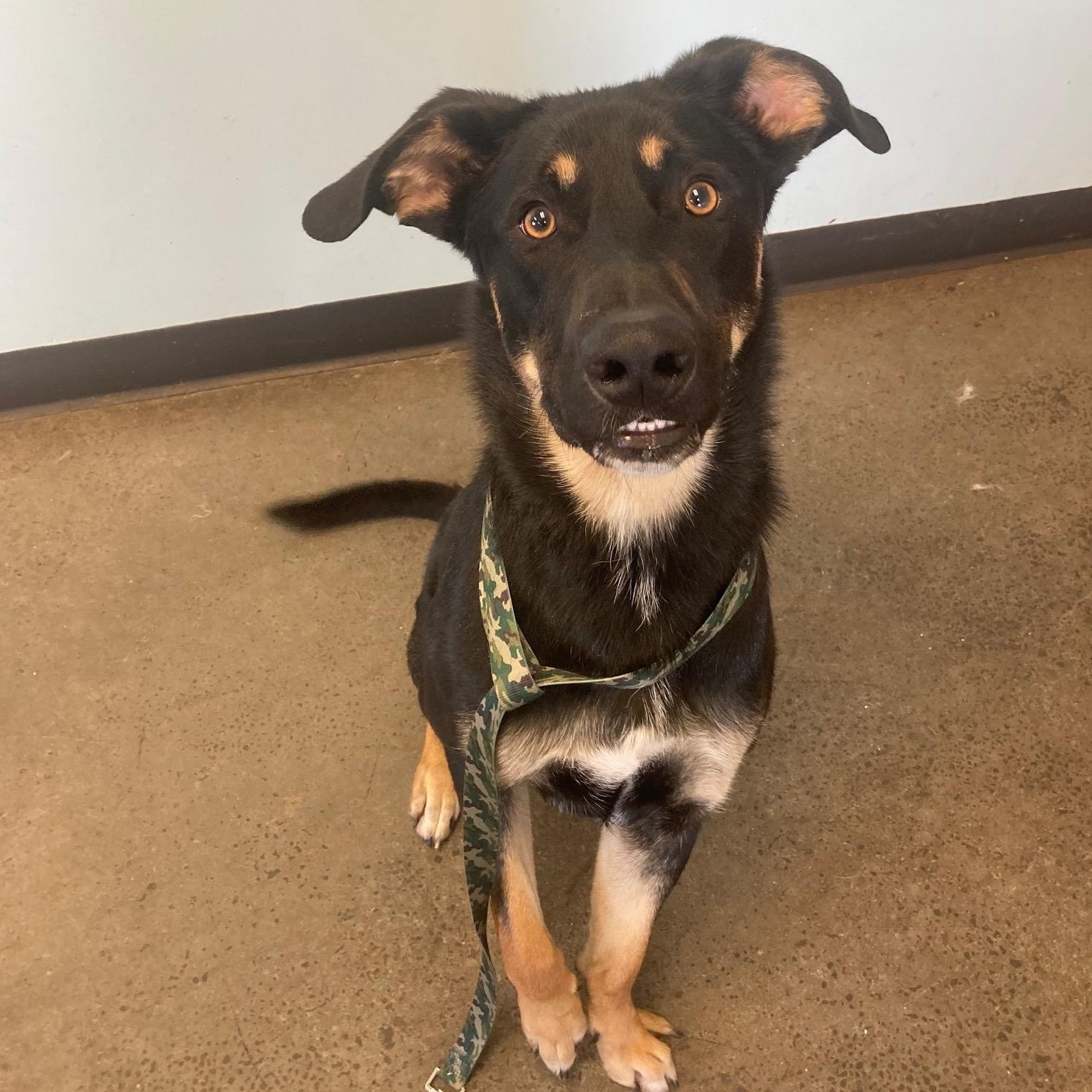 Boots, an adoptable Mixed Breed in Mishawaka, IN image 2/6
