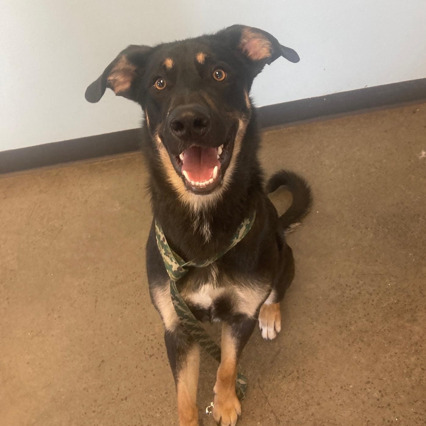 Boots, an adoptable Mixed Breed in Mishawaka, IN image 3/6