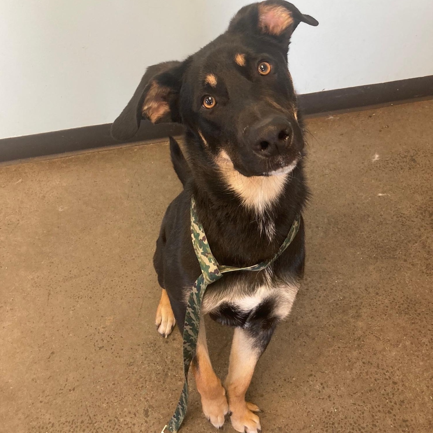 Boots, an adoptable Mixed Breed in Mishawaka, IN image 4/6