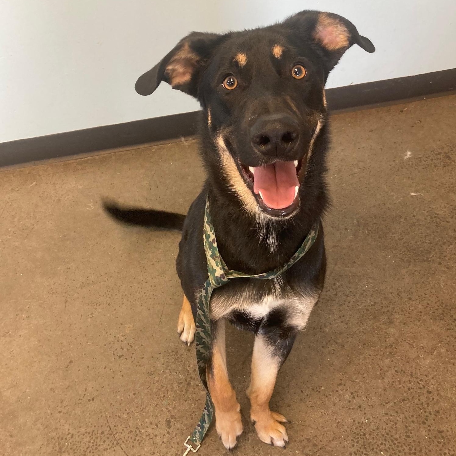 Boots, an adoptable Mixed Breed in Mishawaka, IN image 5/6