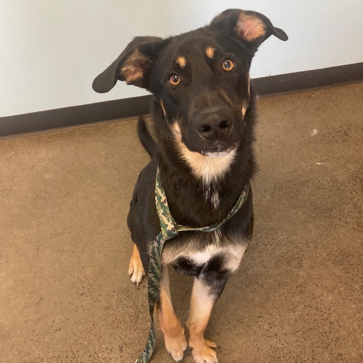 Boots, an adoptable Mixed Breed in Mishawaka, IN image 6/6