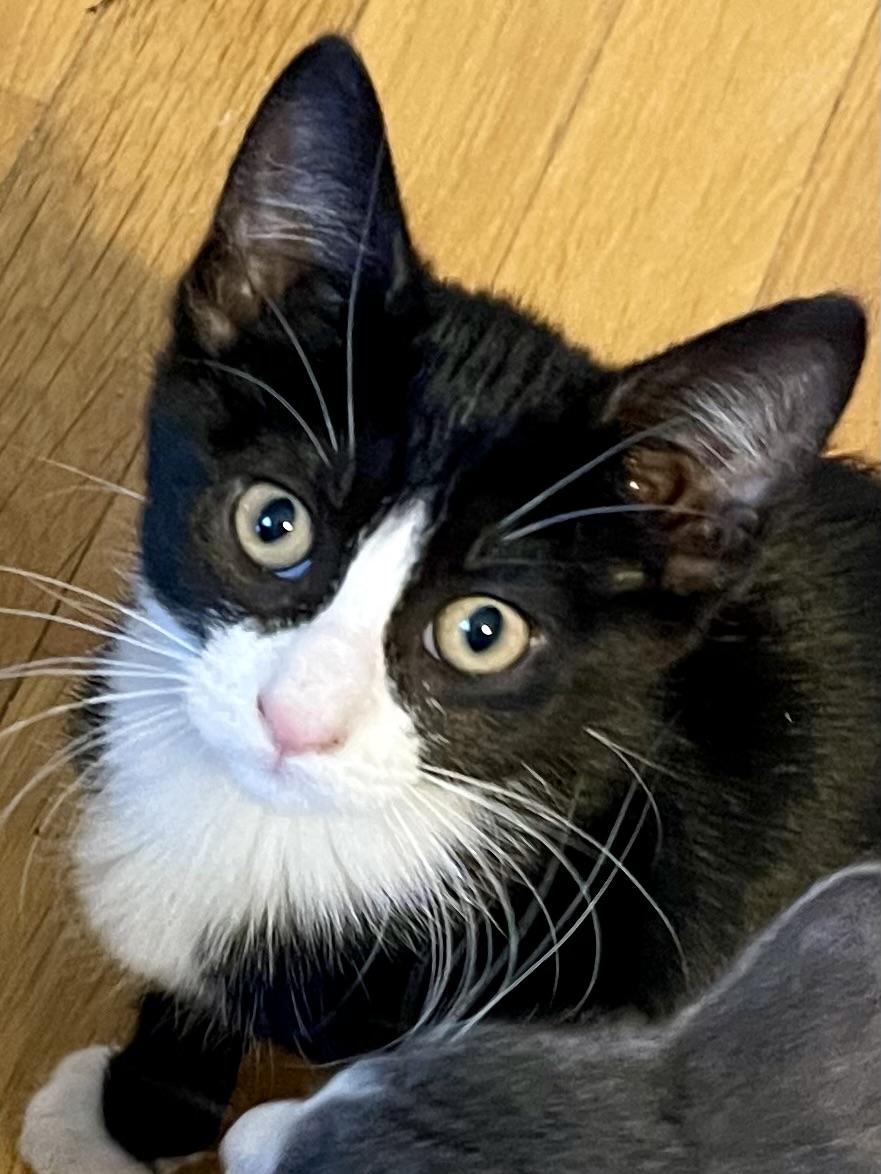Bootsy, an adoptable mixed breed in Belvidere, IL image 2/3