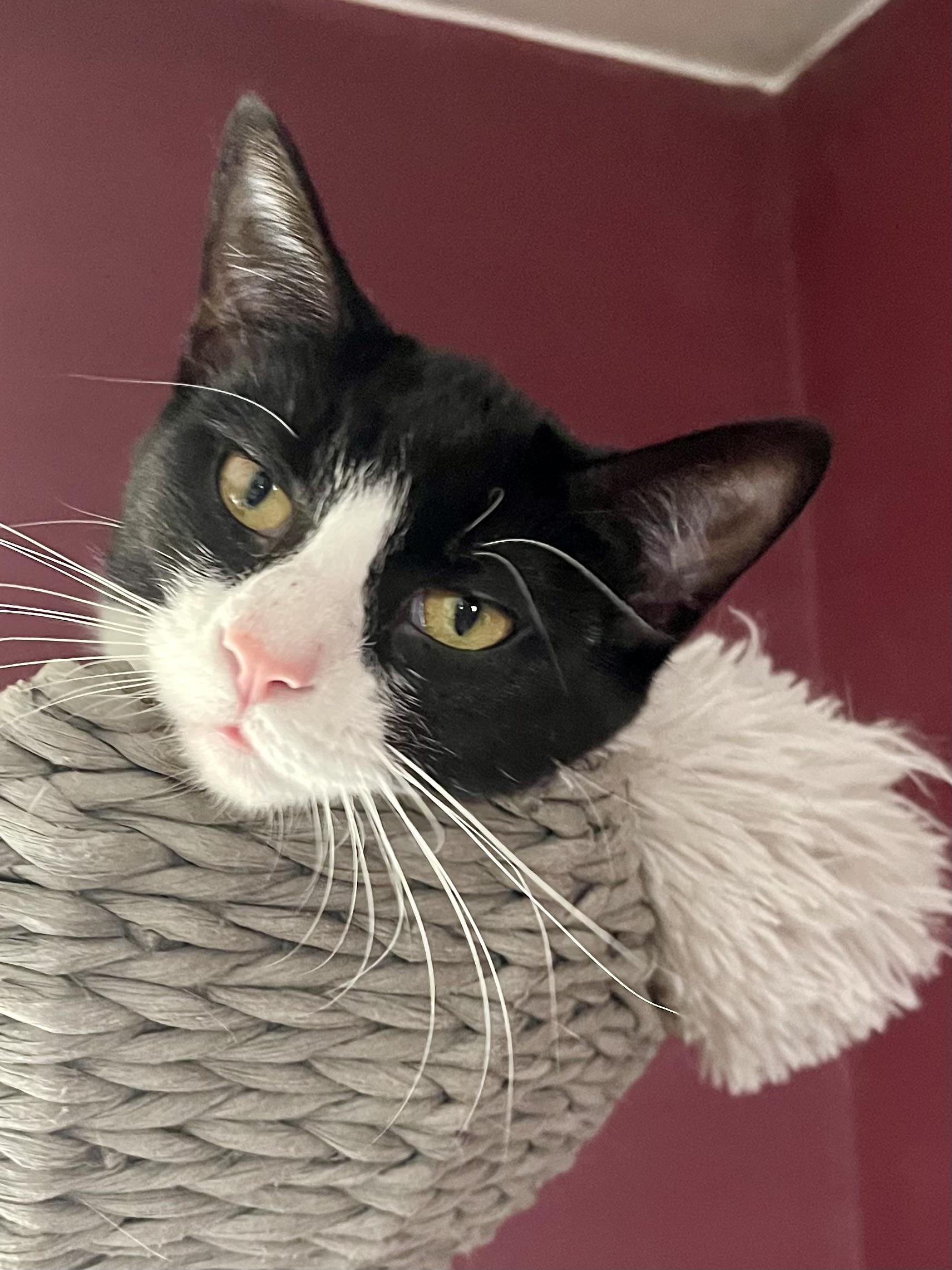 Bootsy, an adoptable mixed breed in Belvidere, IL image 3/3