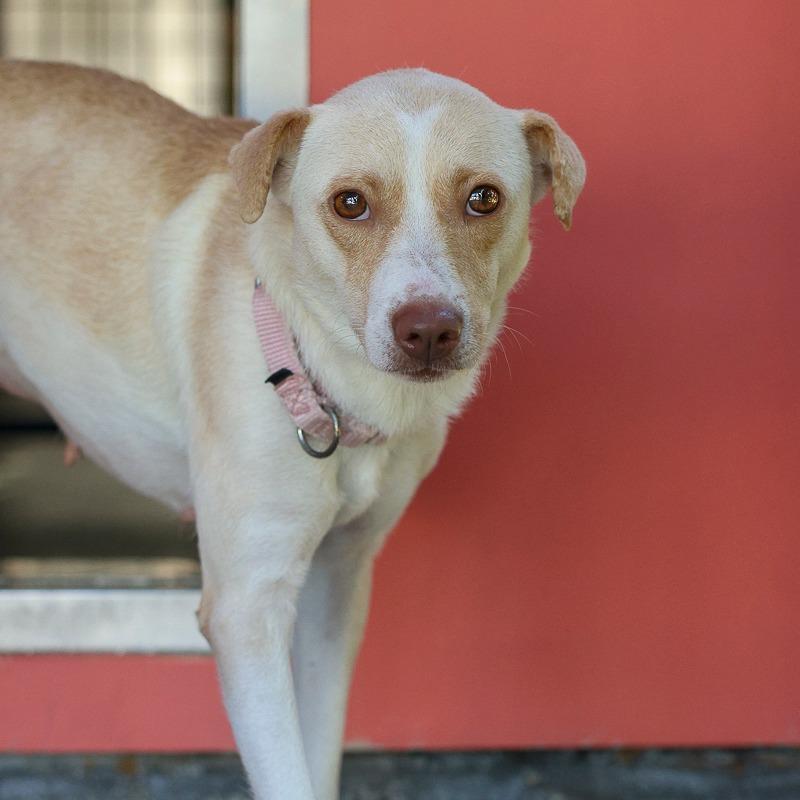 Luna, Adoptable, Adult Female Retriever & Mixed Breed.