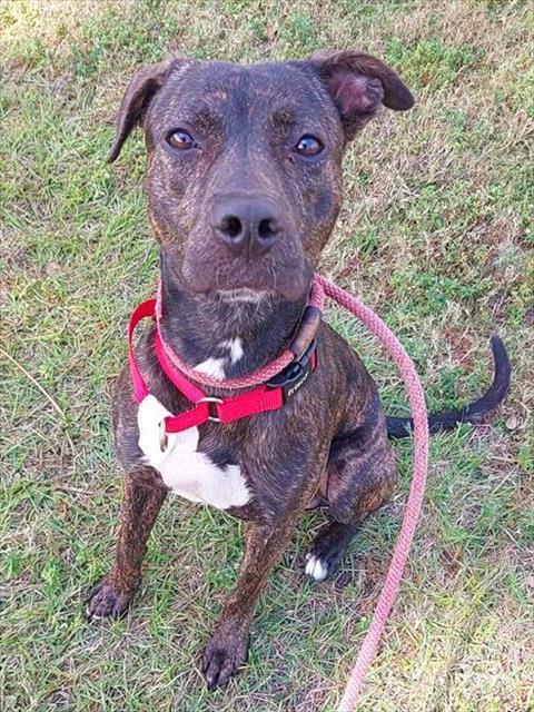 JAX, Adoptable, Young Male American Staffordshire Terrier.