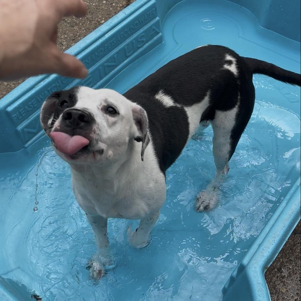 Sheba, Adoptable, Adult Female Mixed Breed.