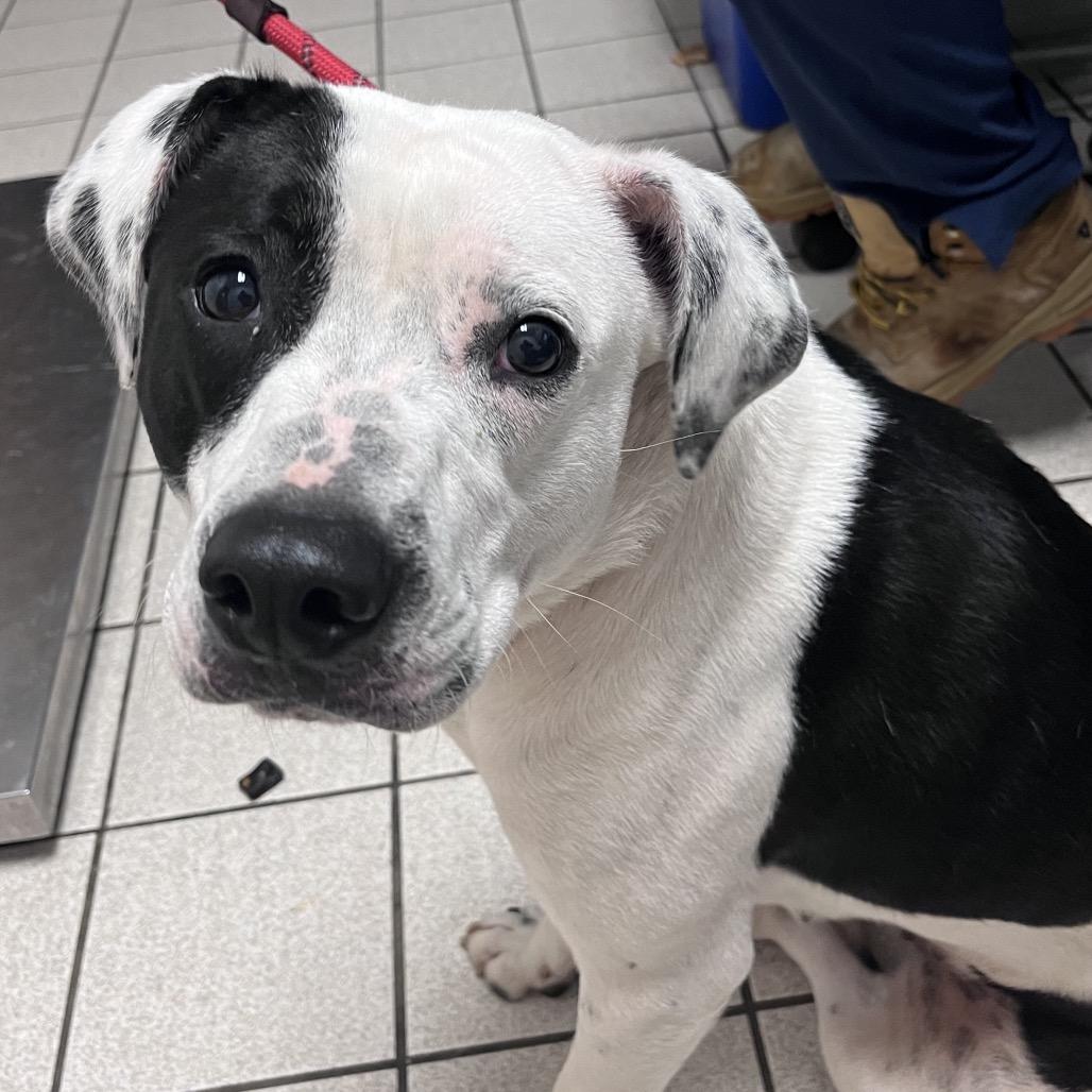 Enlarge Sheba, a Adoptable Mixed Breed in Charleston, WV image 2/2