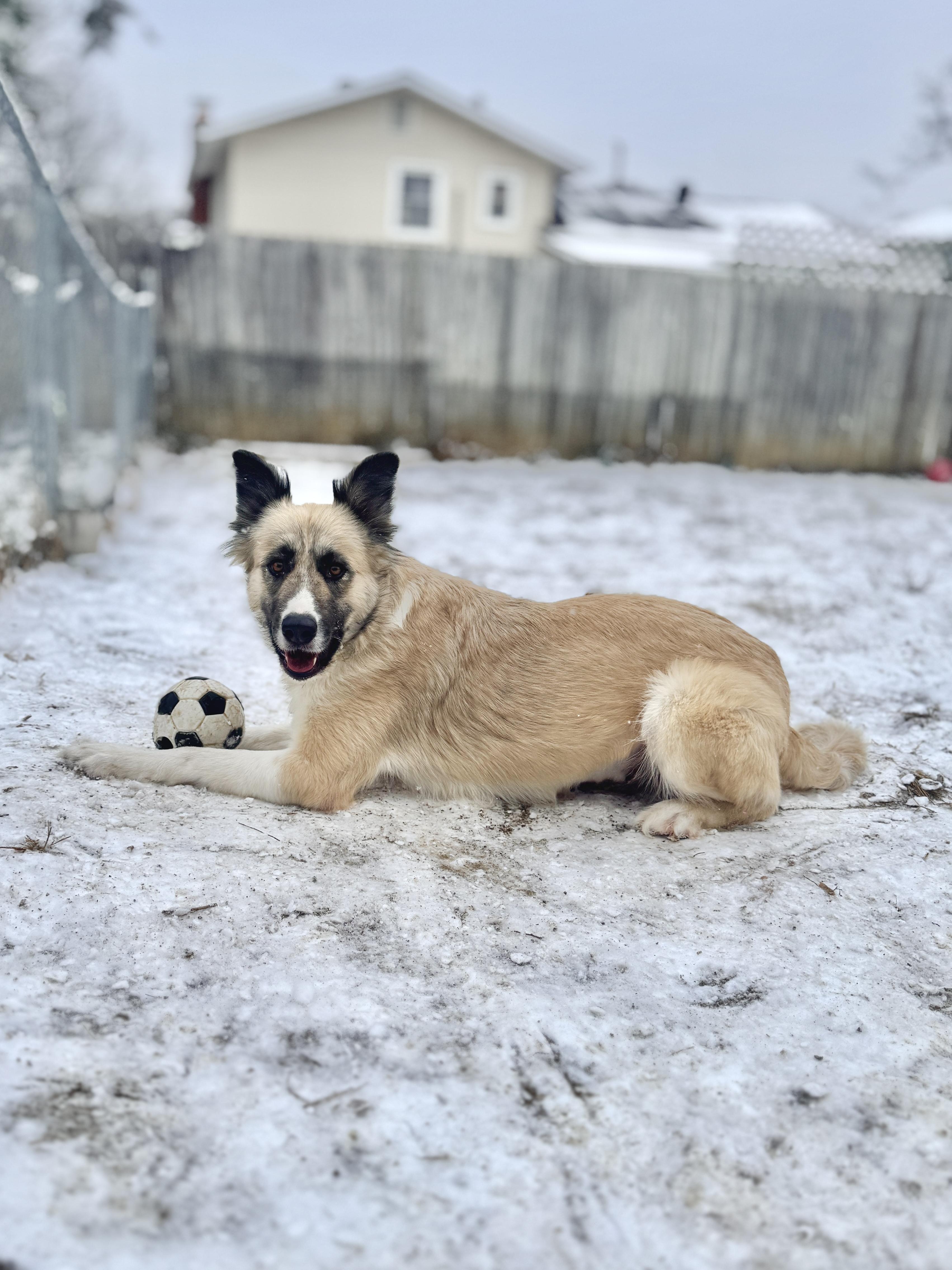 Enlarge Cora, a Adoptable mixed breed in Silver Spring, MD image 3/6