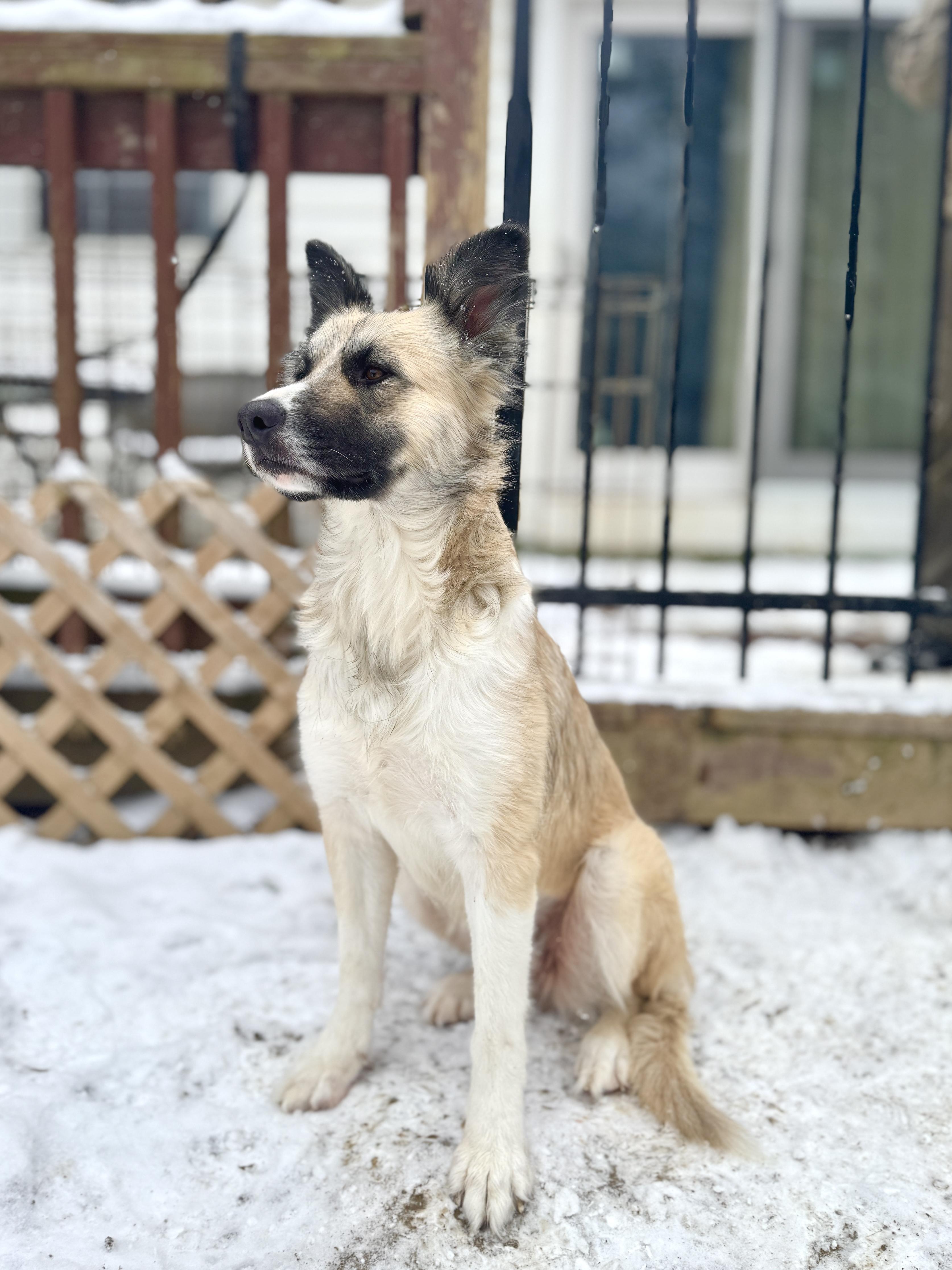 Enlarge Cora, a Adoptable mixed breed in Silver Spring, MD image 4/6