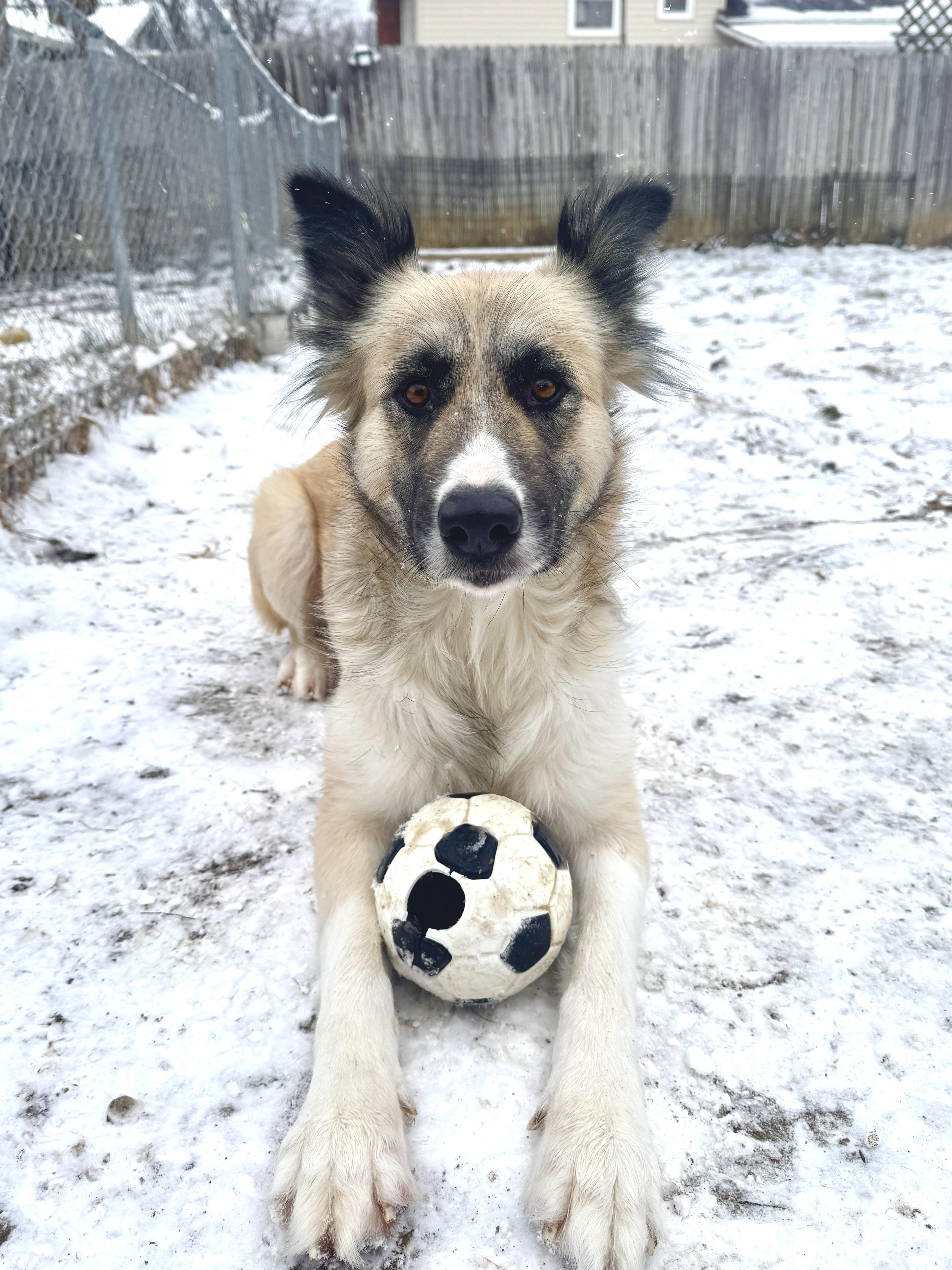Enlarge Cora, a Adoptable mixed breed in Silver Spring, MD image 2/6