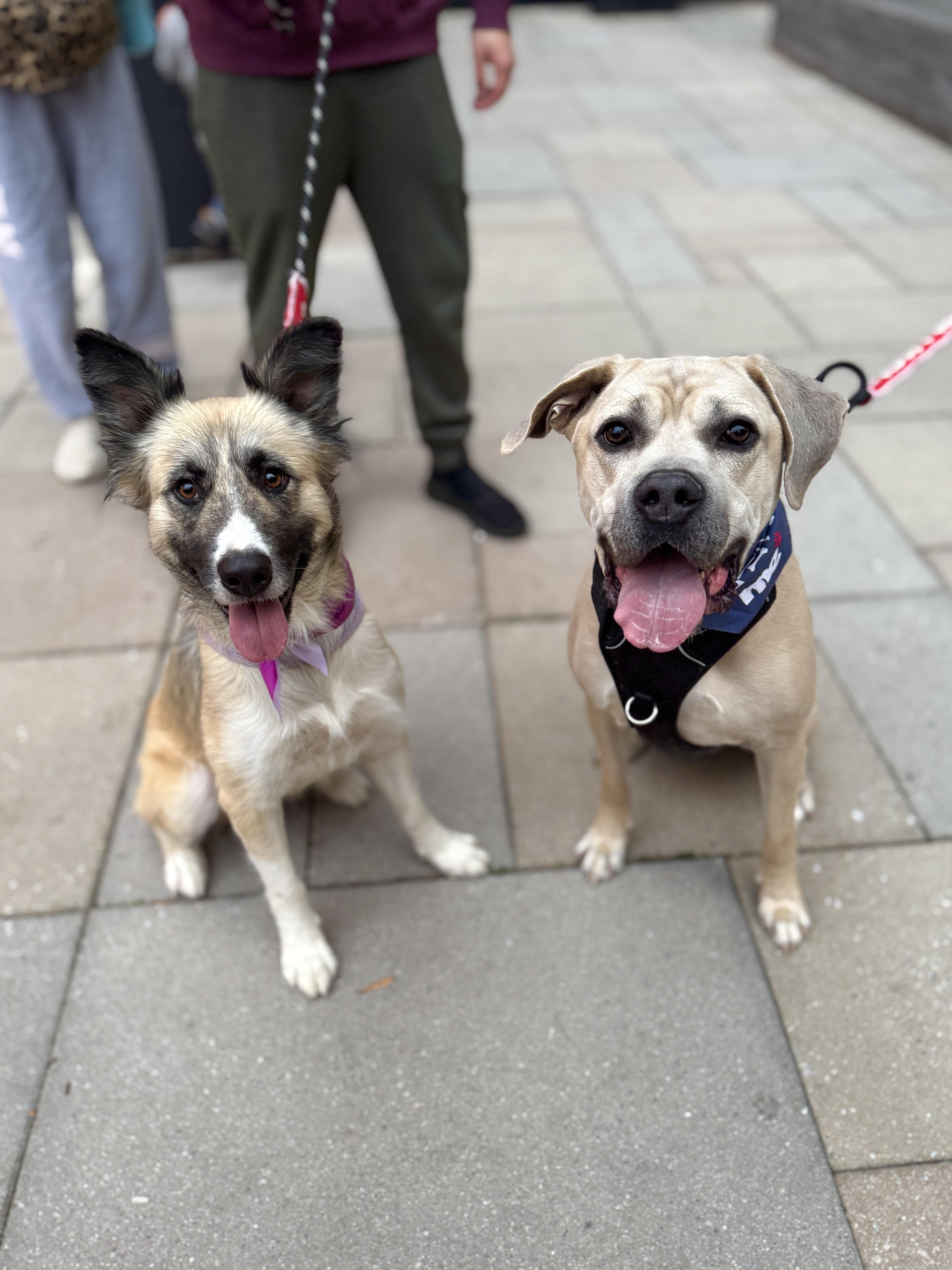 Enlarge Cora, a Adoptable mixed breed in Silver Spring, MD image 6/6