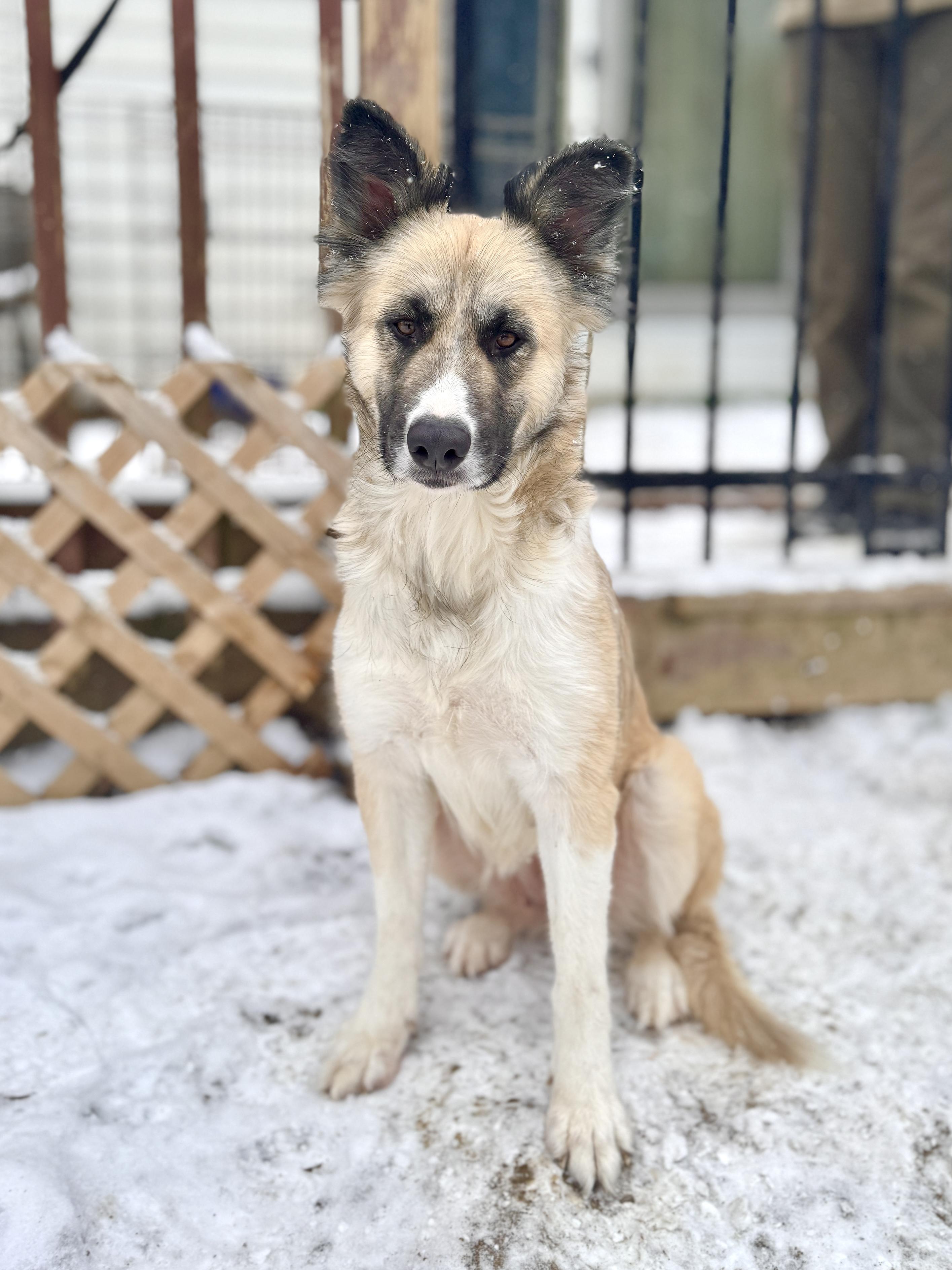 Cora, Adoptable, Young Female Shepherd & Husky.