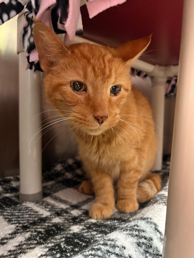 Bruce, Adoptable, Senior Male Domestic Short Hair.
