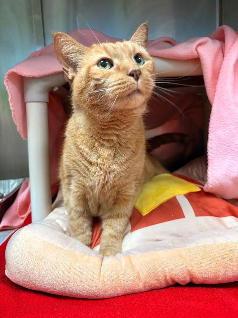Bruce, a Adoptable mixed breed in Detroit, MI image 4/5