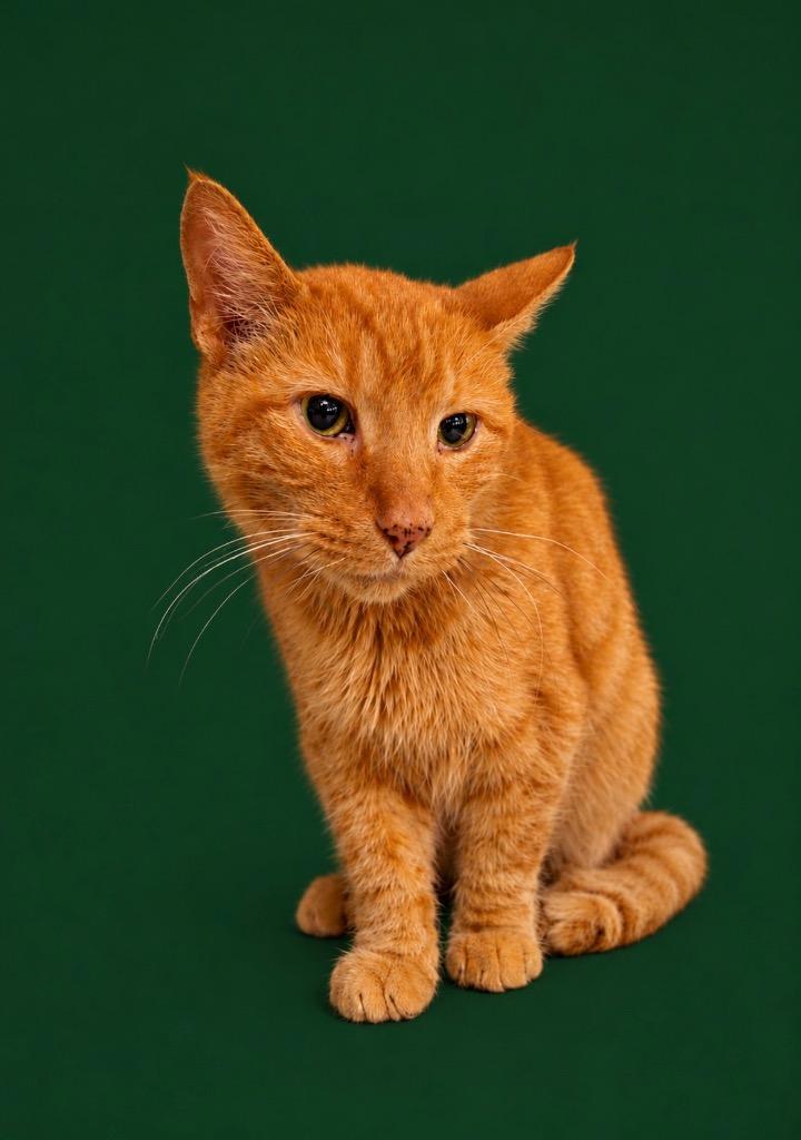 Bruce, a Adoptable mixed breed in Detroit, MI image 2/2