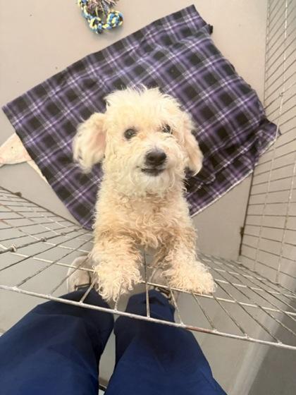 Enlarge Evan, a Adoptable mixed breed in New Orleans, LA image 2/2