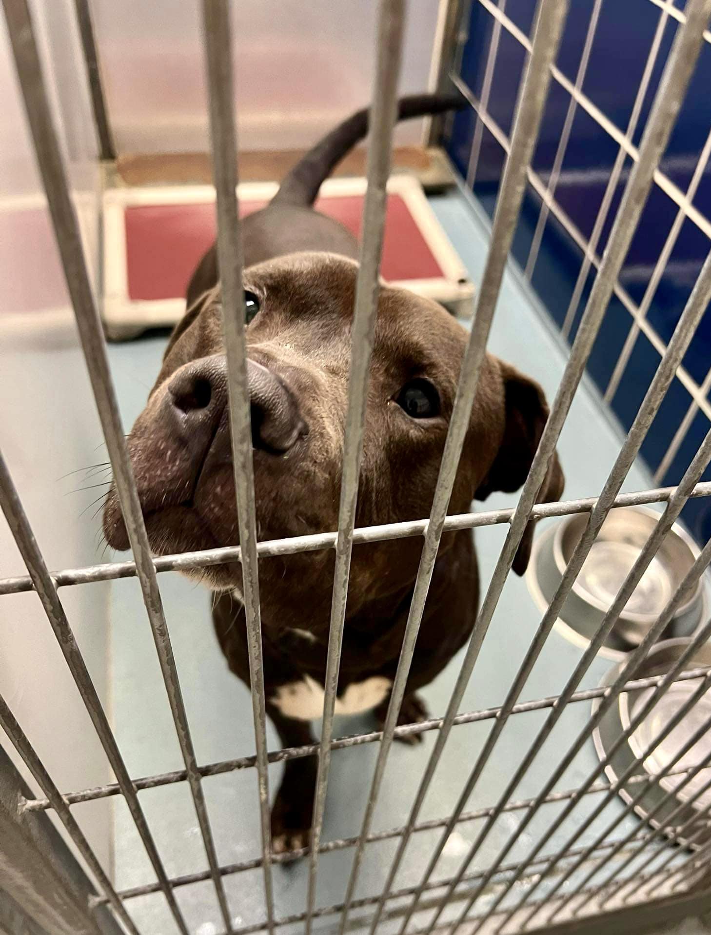 Enlarge Angus, a Adoptable mixed breed in Cortlandt Manor, NY image 3/4