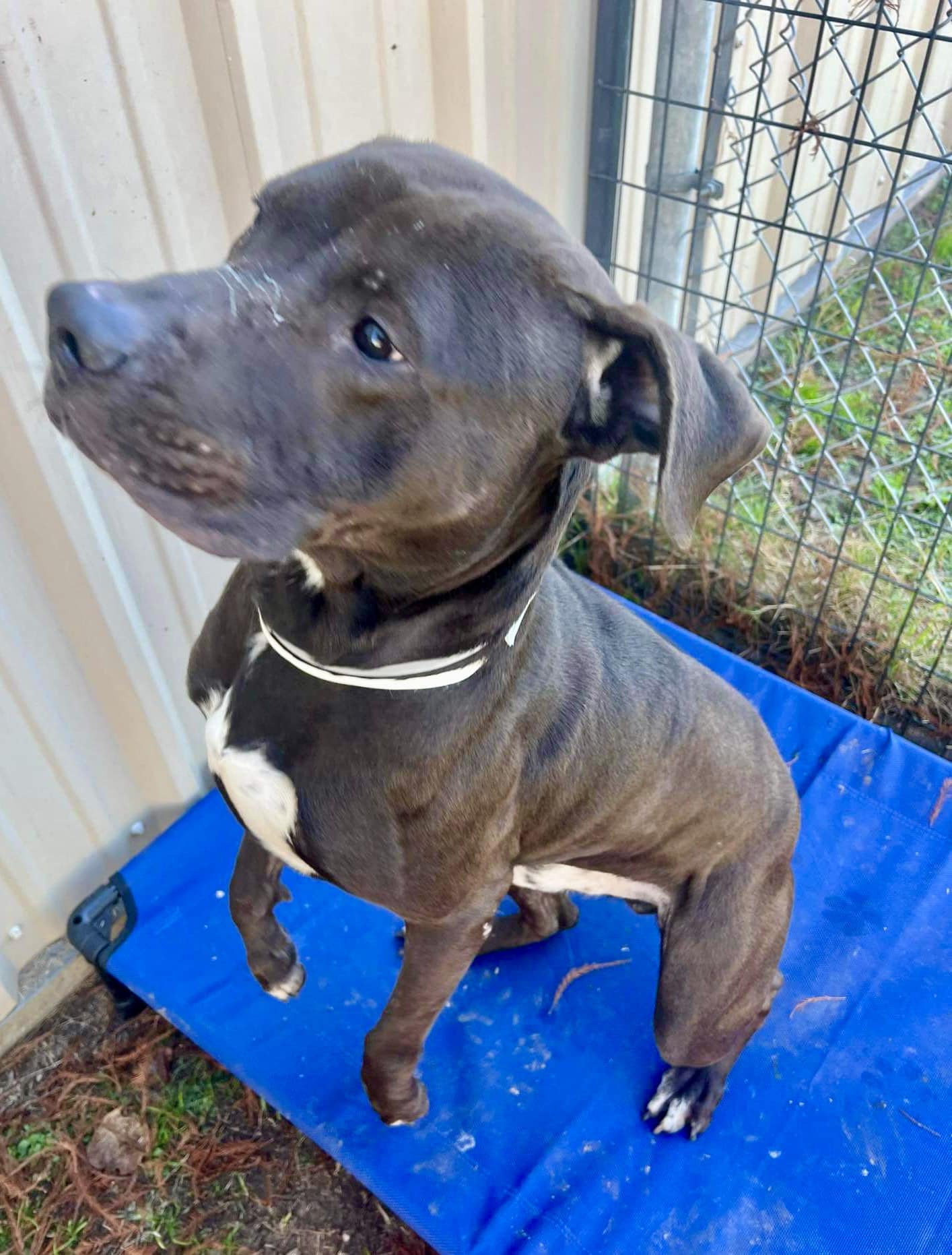 Enlarge Angus, a Adoptable mixed breed in Cortlandt Manor, NY image 2/4