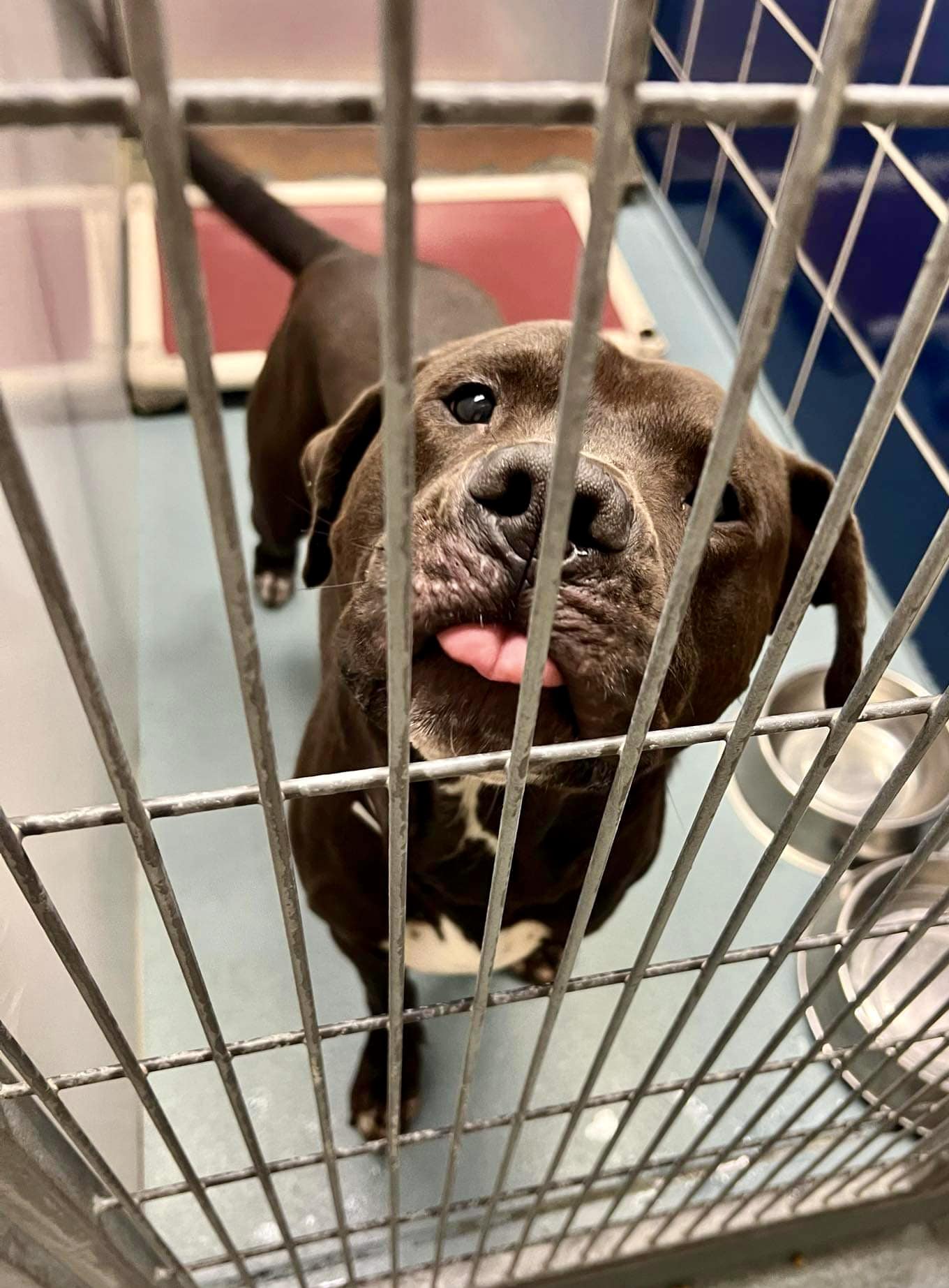 Enlarge Angus, a Adoptable mixed breed in Cortlandt Manor, NY image 1/4