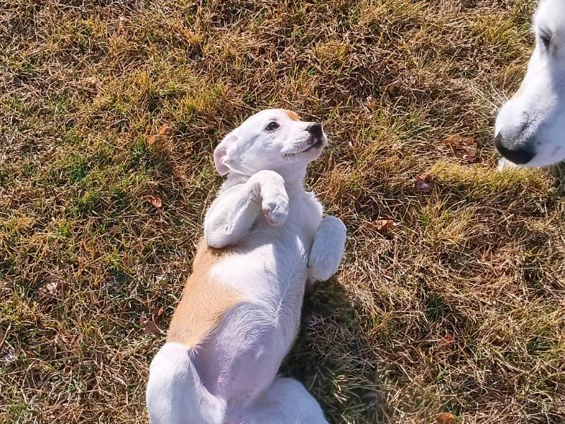 Enlarge Saturday, a ADOPTABLE mixed breed in Bend, OR image 5/5