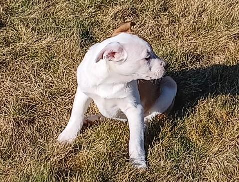 Enlarge Saturday, a ADOPTABLE mixed breed in Bend, OR image 4/5