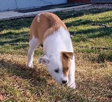 Enlarge Saturday, a ADOPTABLE mixed breed in Bend, OR image 1/5