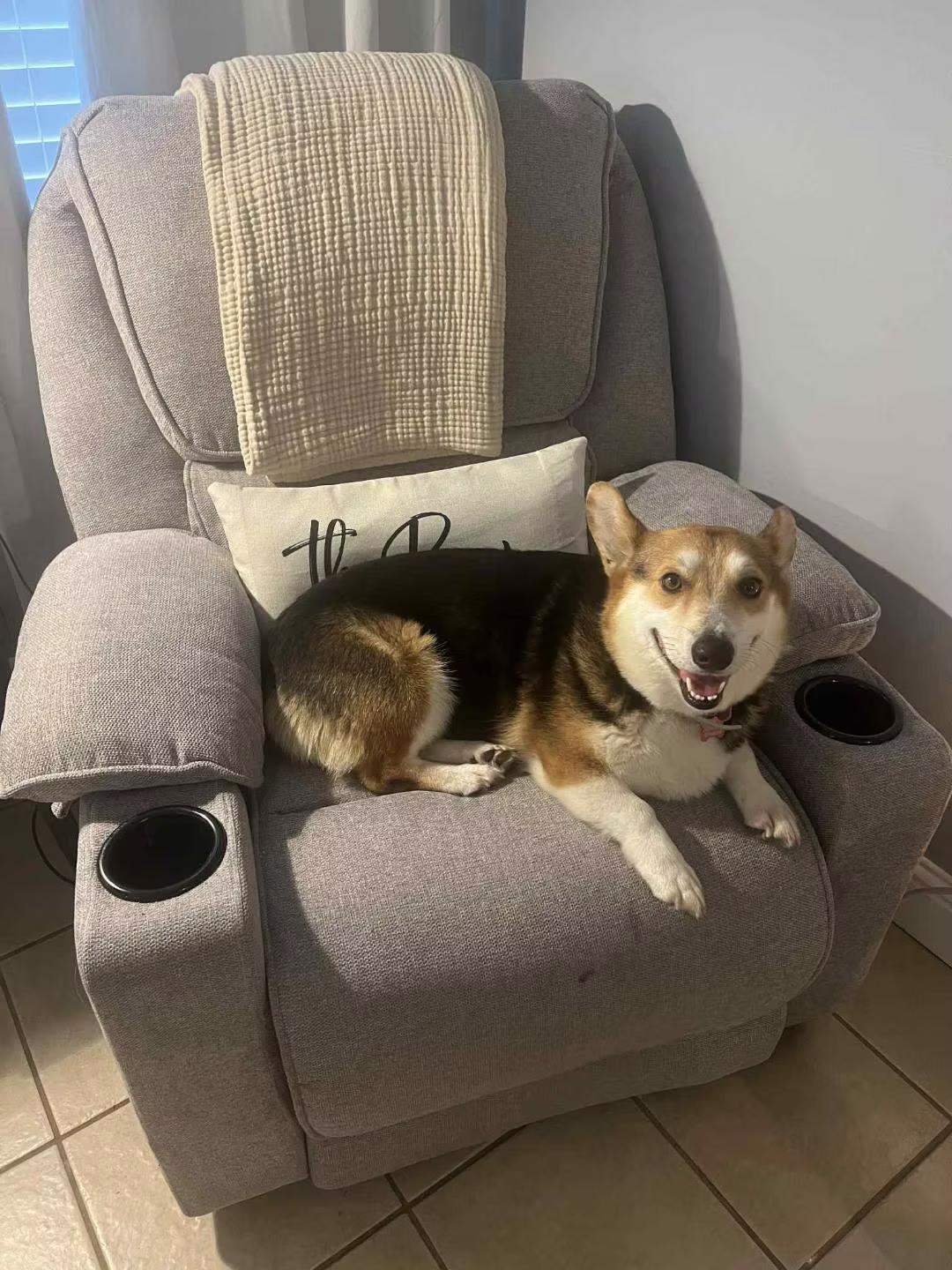 Enlarge Betsy - in Maine, an adopted Corgi in Kennebunkport, ME image 4/6