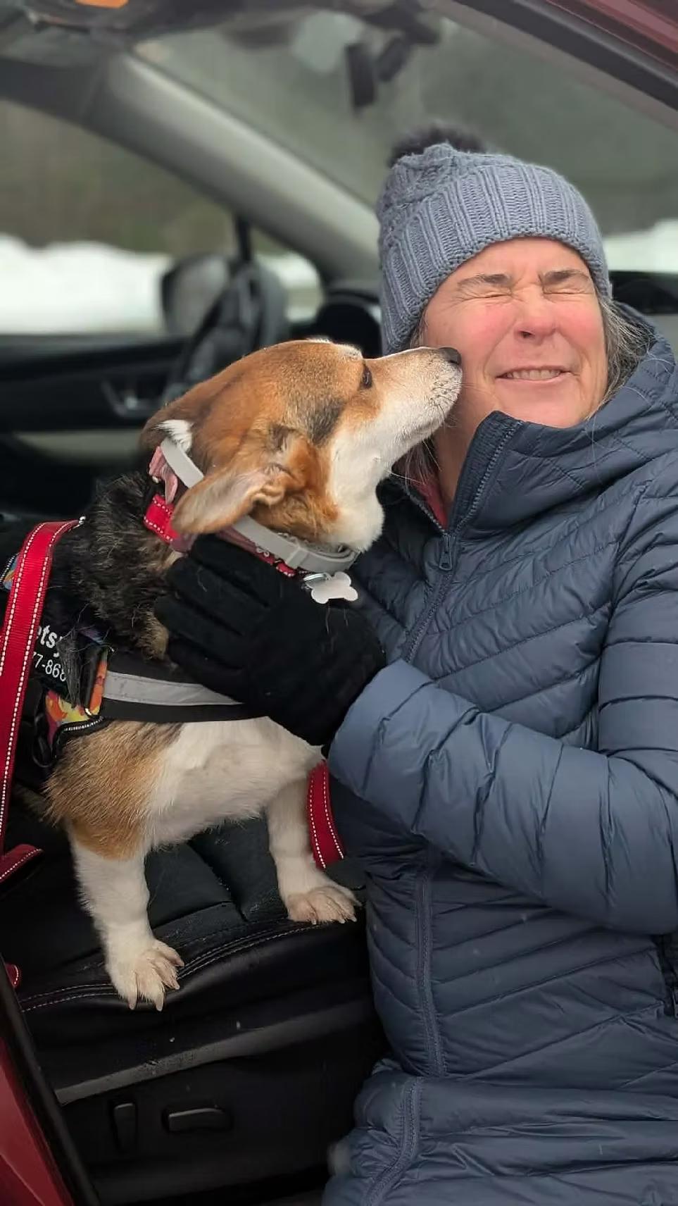 Enlarge Betsy - in Maine, an adopted Corgi in Kennebunkport, ME image 3/6