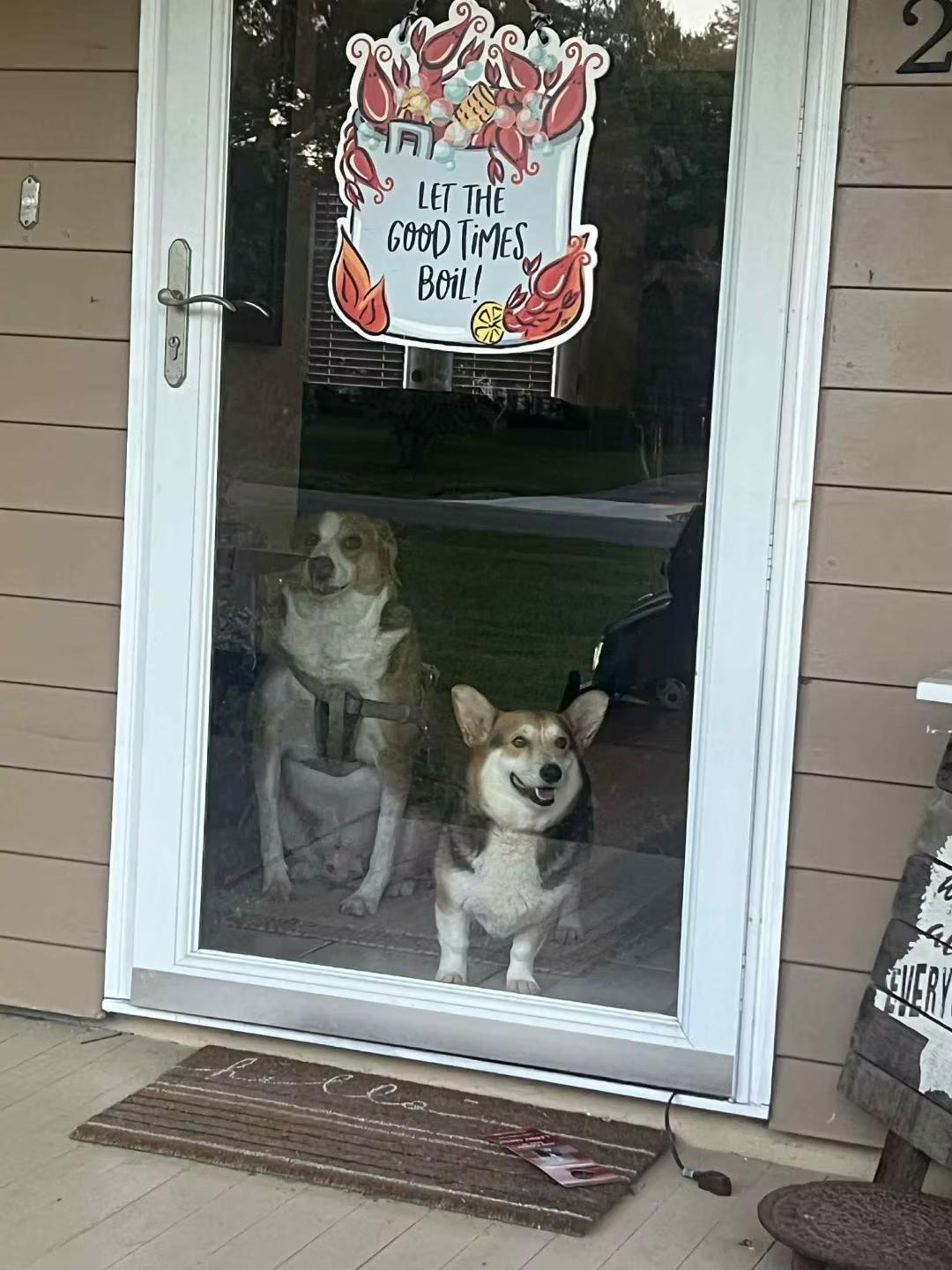 Enlarge Betsy - in Maine, an adopted Corgi in Kennebunkport, ME image 6/6