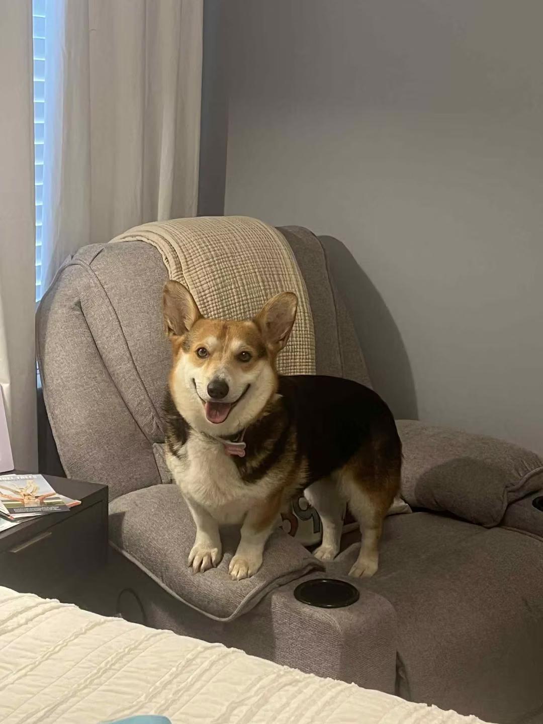 Betsy - in Maine, adopted, Adult Female Corgi.