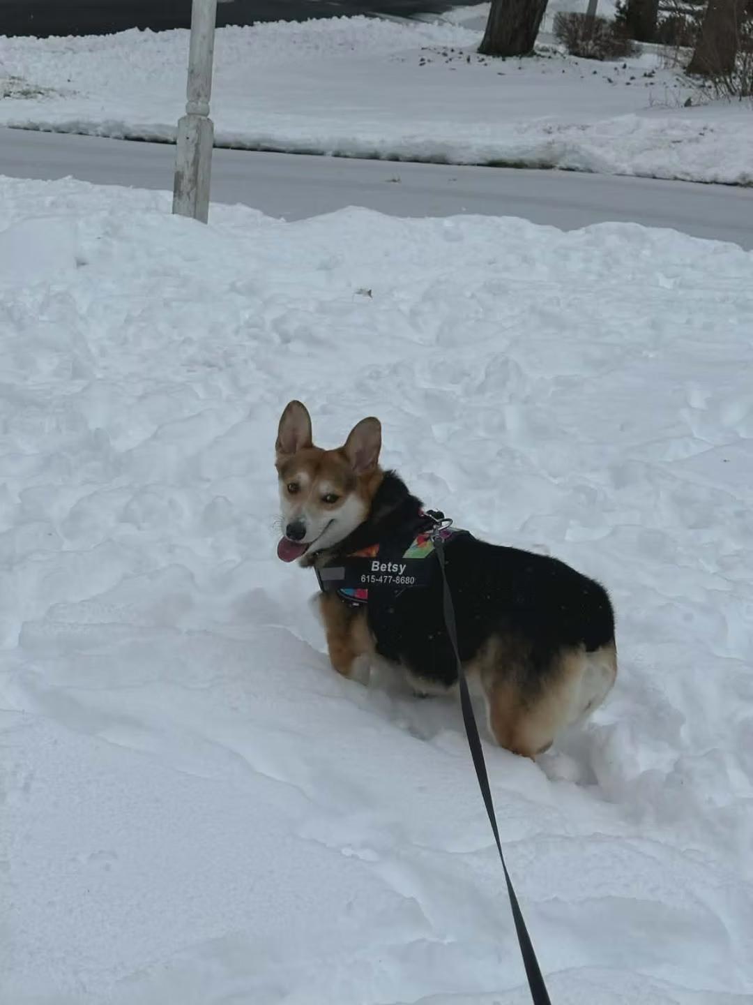 Enlarge Betsy - in Maine, an adopted Corgi in Kennebunkport, ME image 2/6