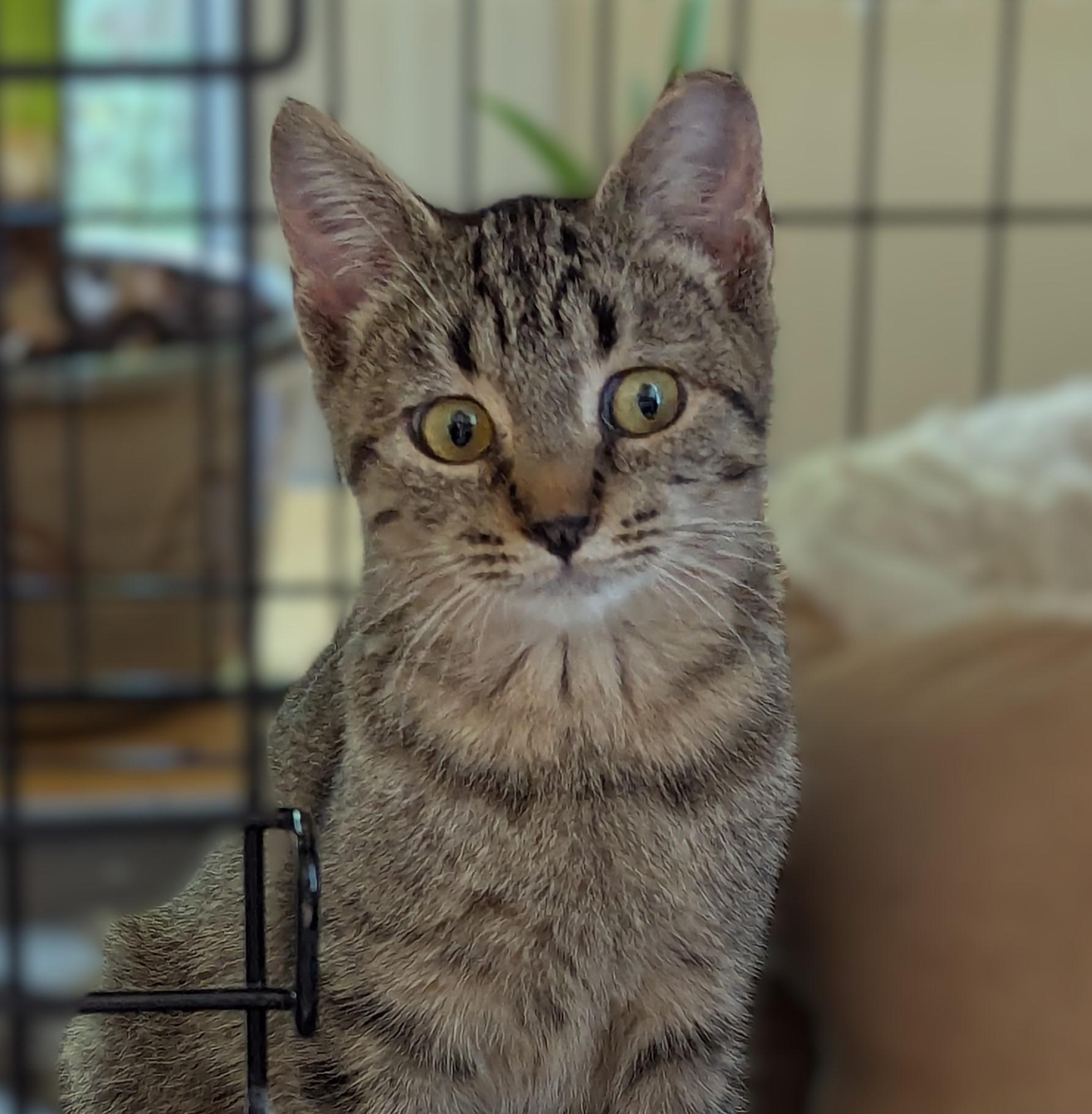 Daisy  -   kitten - dog friendly