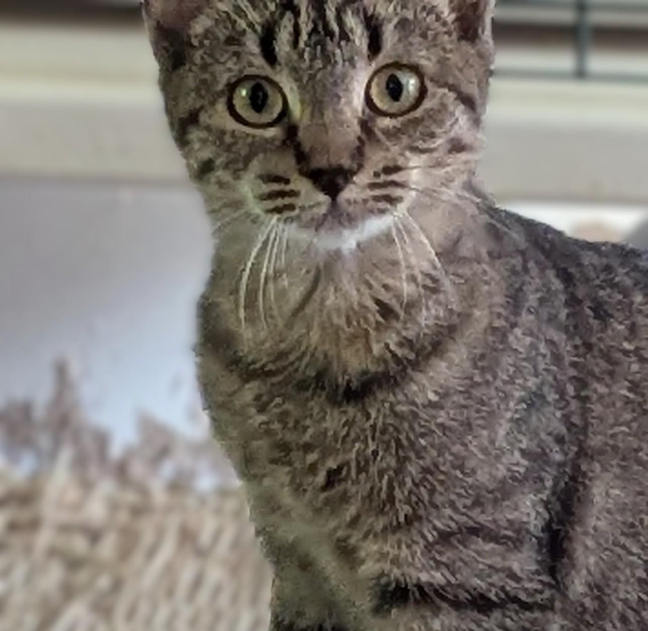 Daisy  -   kitten - dog friendly