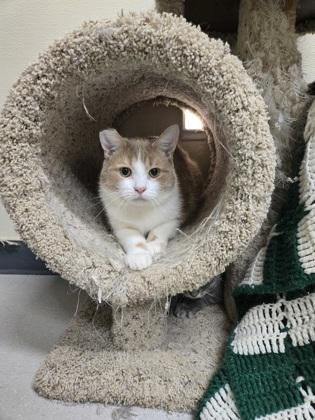 Enlarge Kuzco OF111, a Adoptable Domestic Short Hair in Clarks Summit, PA image 1/1
