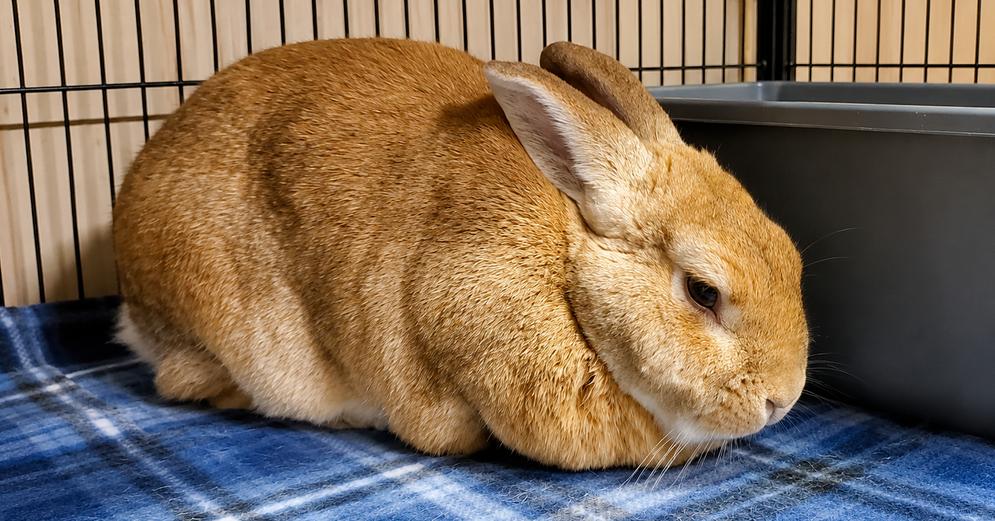 Chanel, Adoptable, Adult Female Cinnamon.