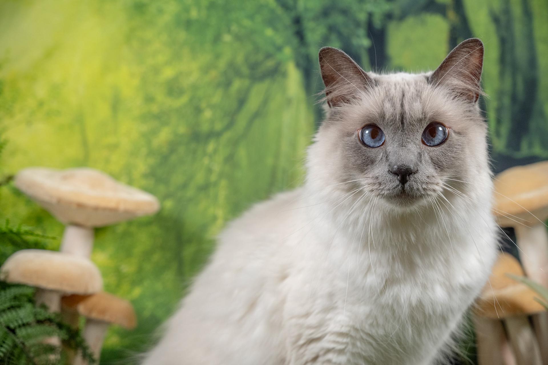 Enlarge Luey, an adopted mixed breed in Parker, TX image 4/6