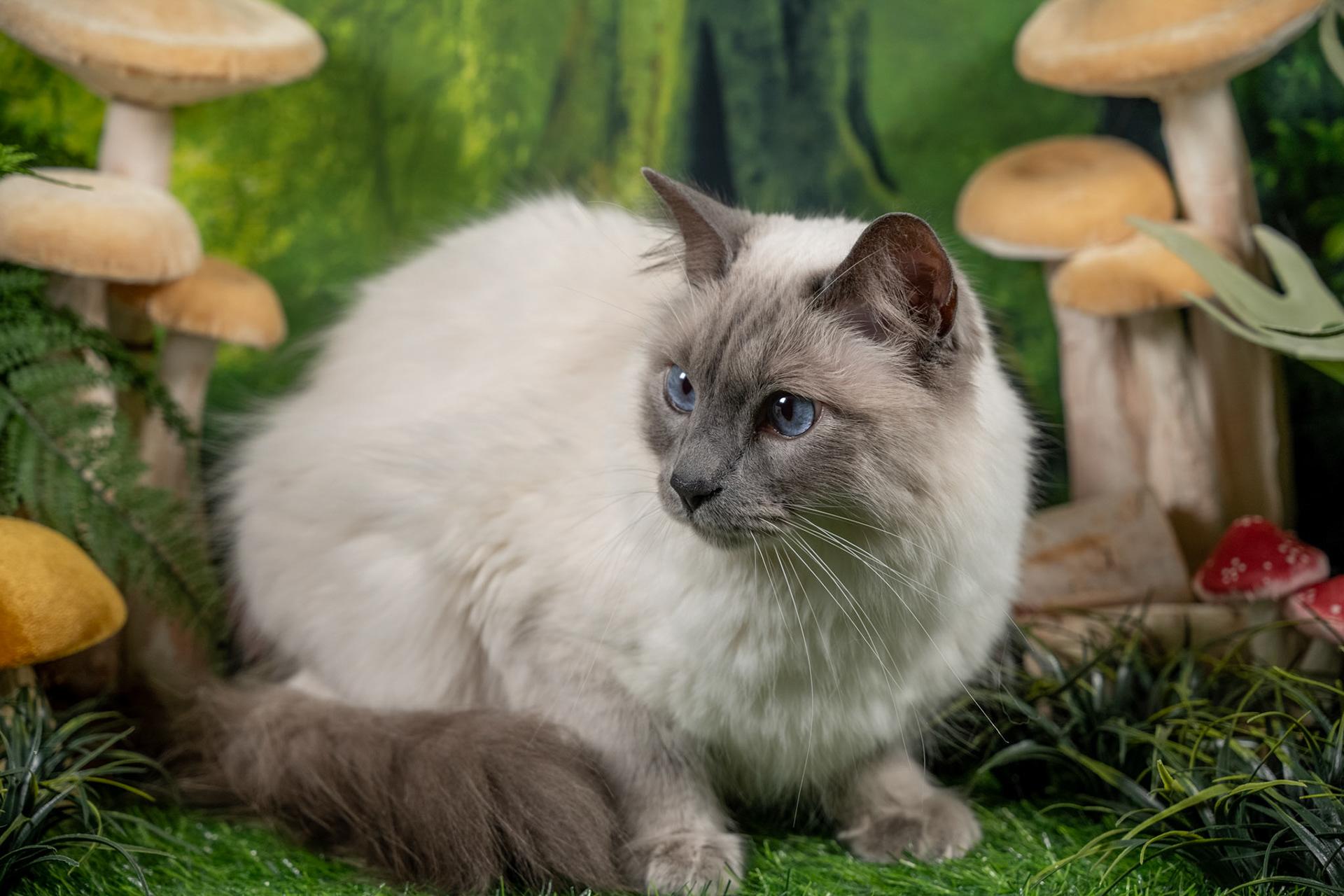 Enlarge Luey, an adopted mixed breed in Parker, TX image 6/6